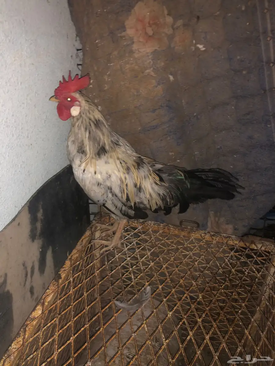 دجاج 2