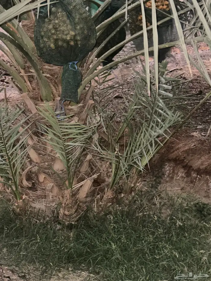 اصنى نخيل لبيع 0
