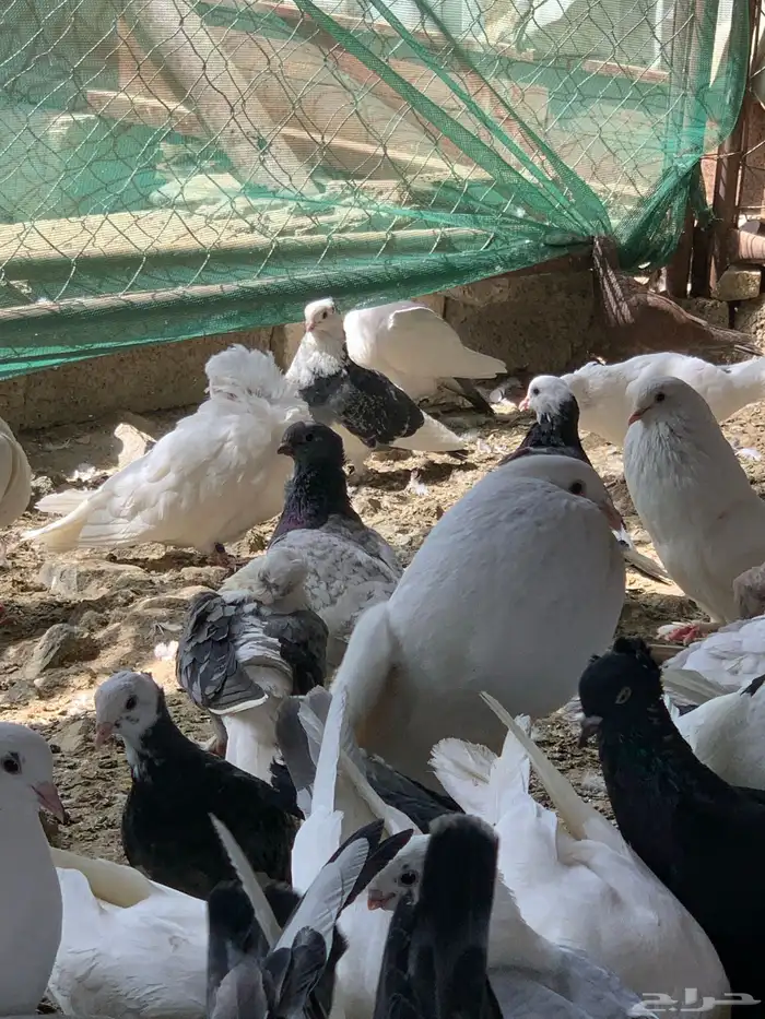 للبيع جمله حمام كوله اجواز 2