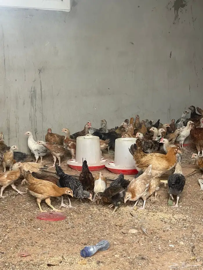 دجاج بلدي بياض وديوك 3