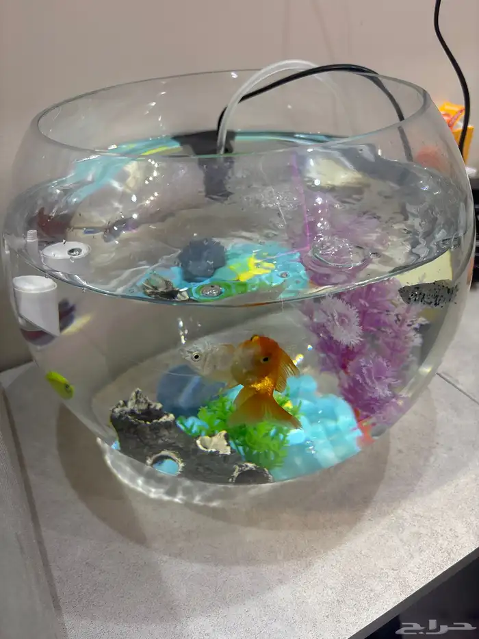 حوض سمك كامل ب اغراضه للبيع 6 سمكات 180 0