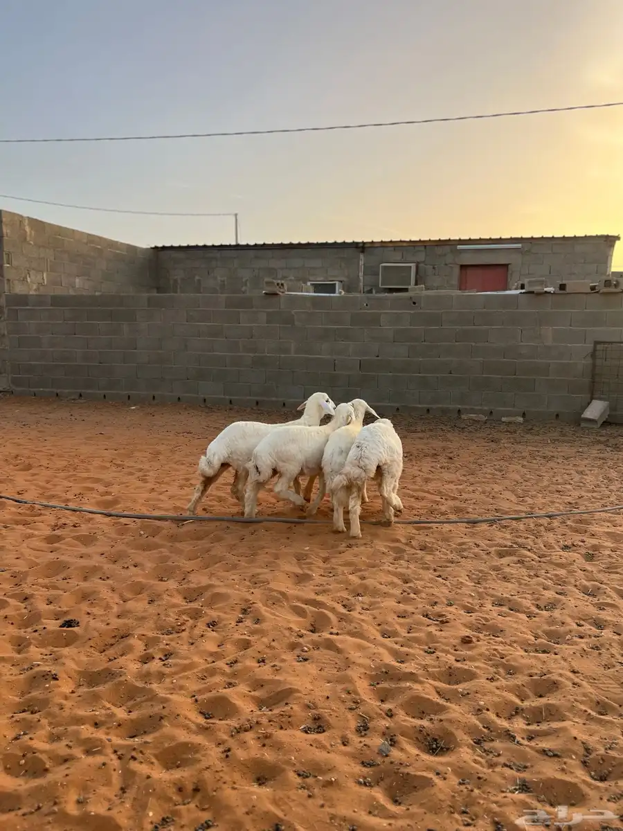 تم البيع رخال حريات 2