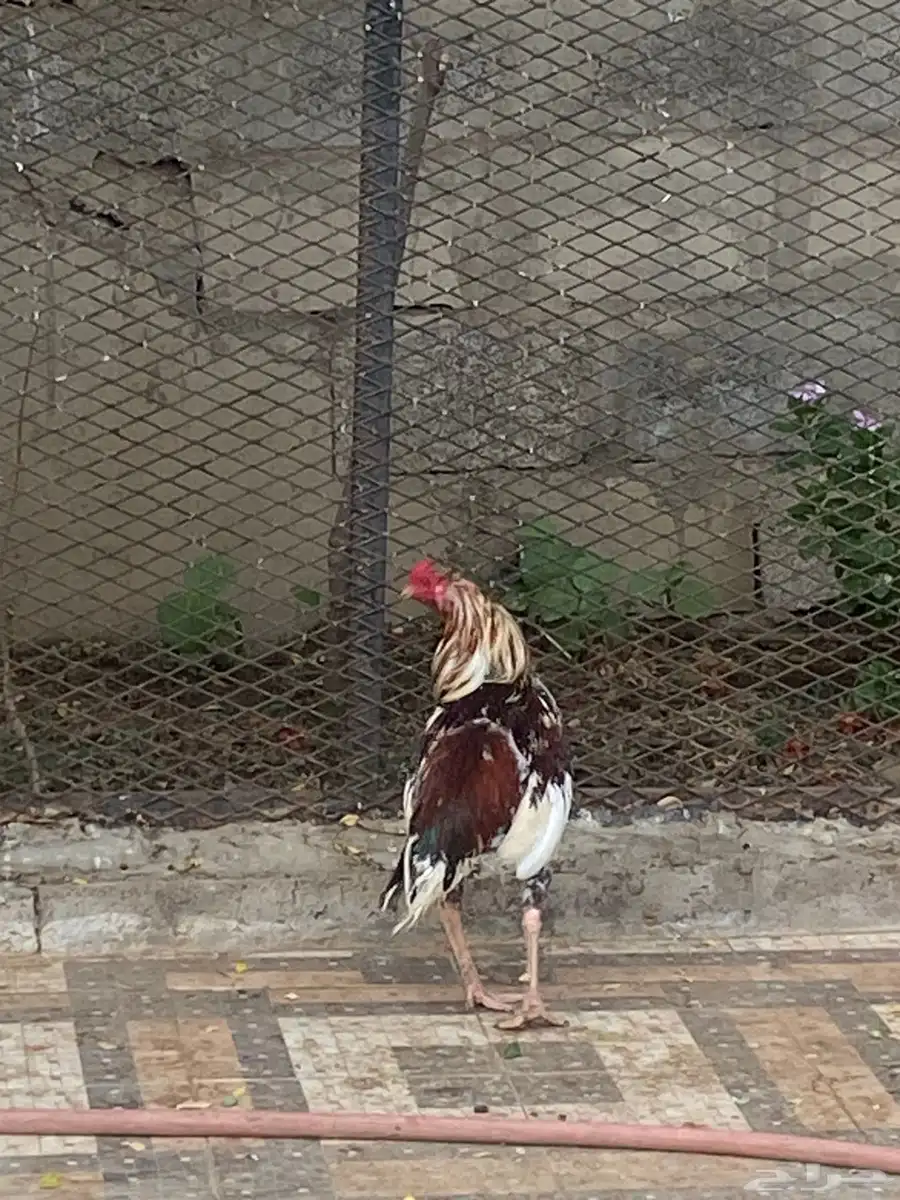 ديك 2