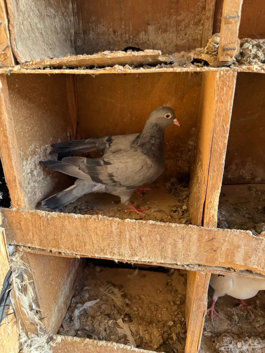 حمام قطايف طبات 4