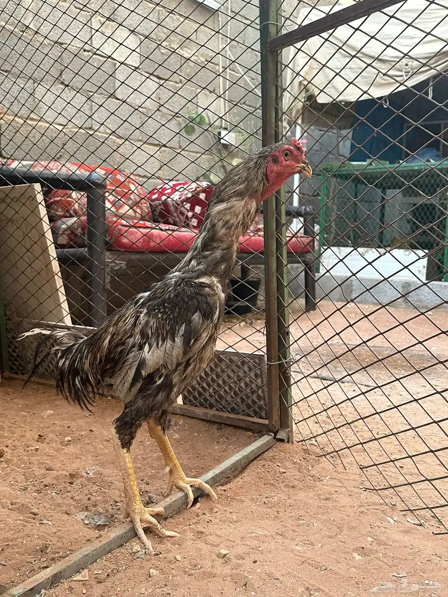ديك شامو 1