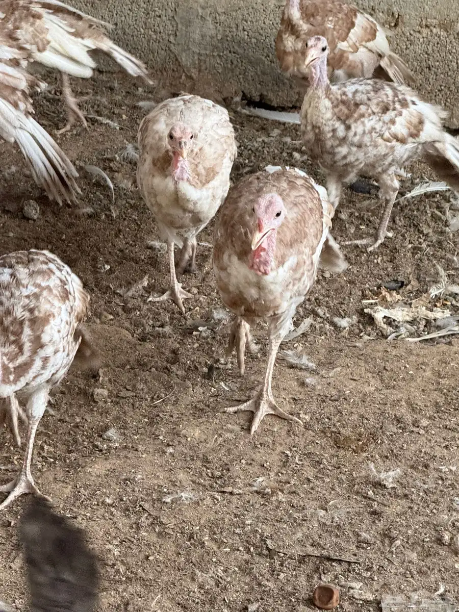 رومي عمر 8 اشهر فما فوق 24 حبة 0