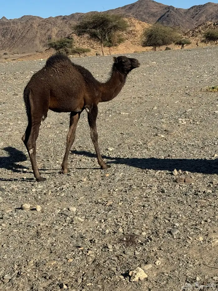 قعود للبيع 1