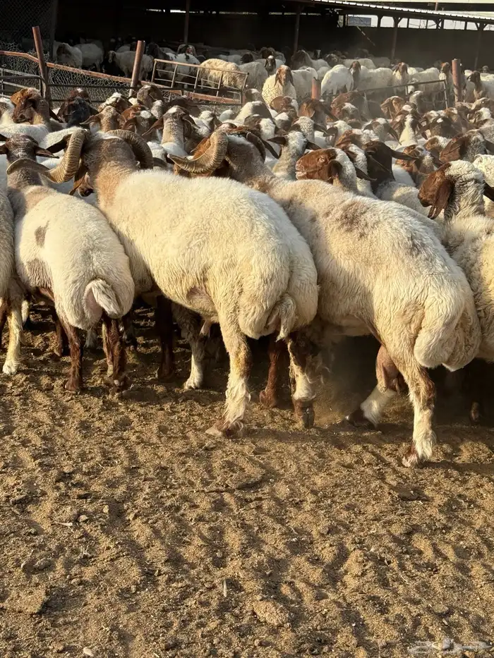 غنم نعيم طيبه العدد 123 0