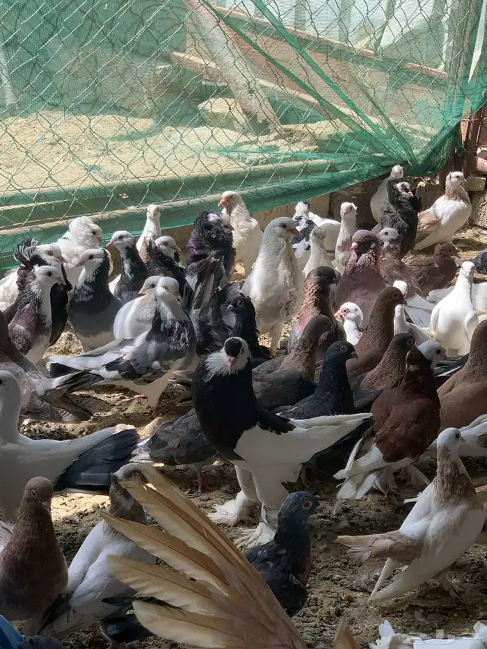 للبيع جمله حمام كوله اجواز 32