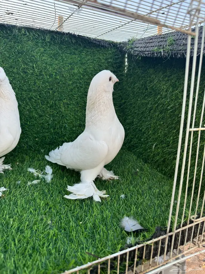 حمام تركي ابيض 5