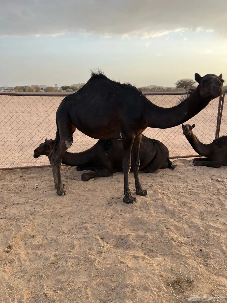 قعدان وبكار 2