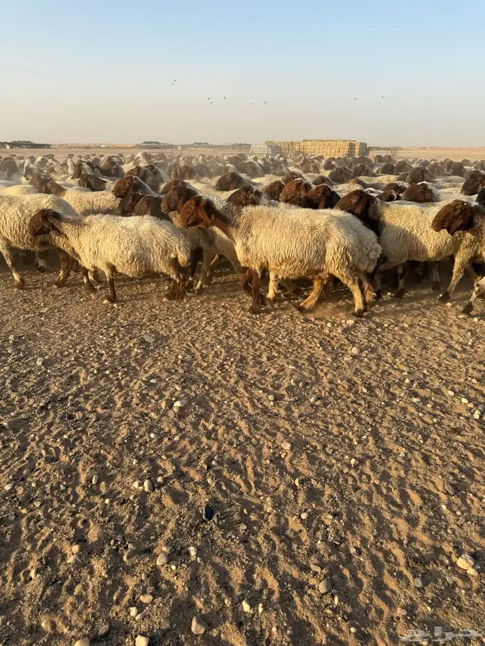غنم نعيم مراح العدد 400 0