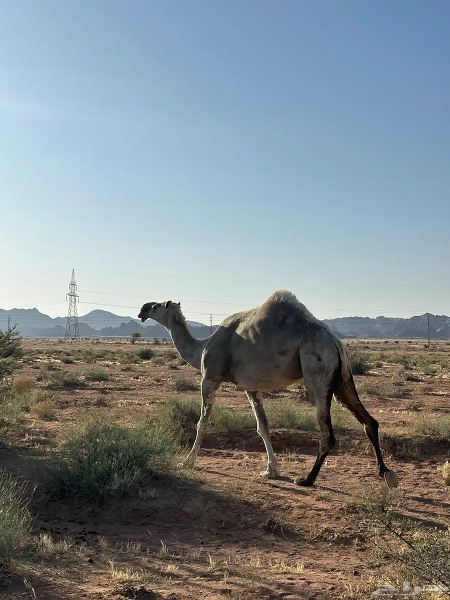 ناقة حايل 0