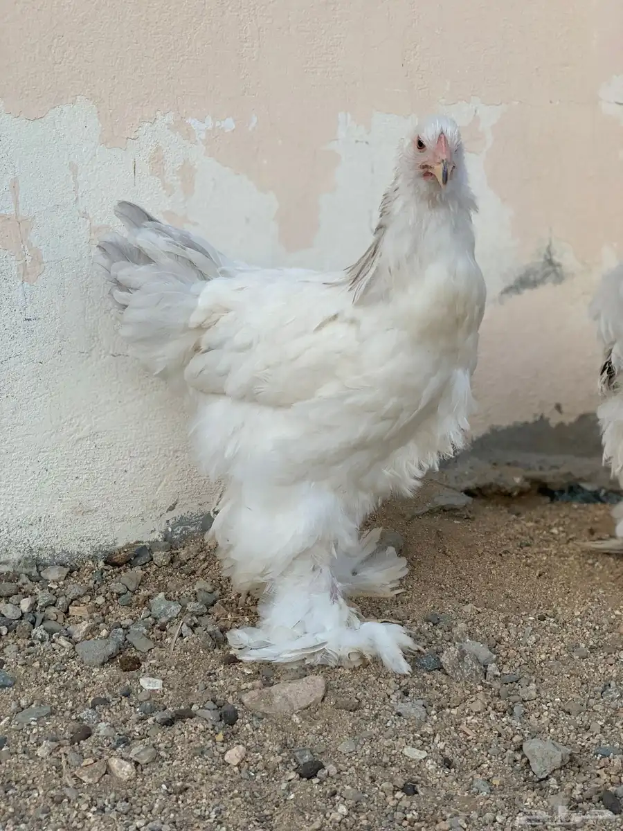 طقم براهما كولمبي 3