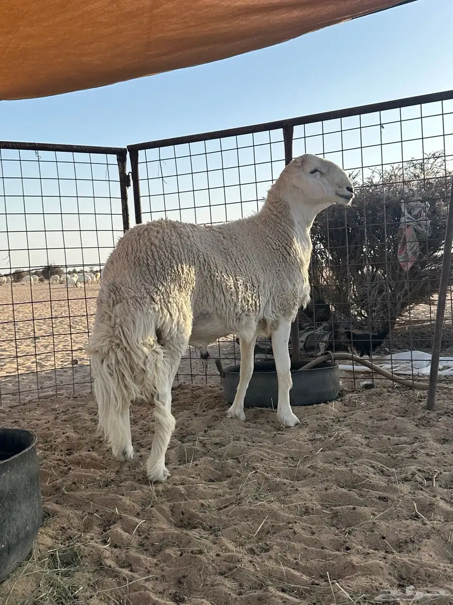 طلع مشروع فحل 3