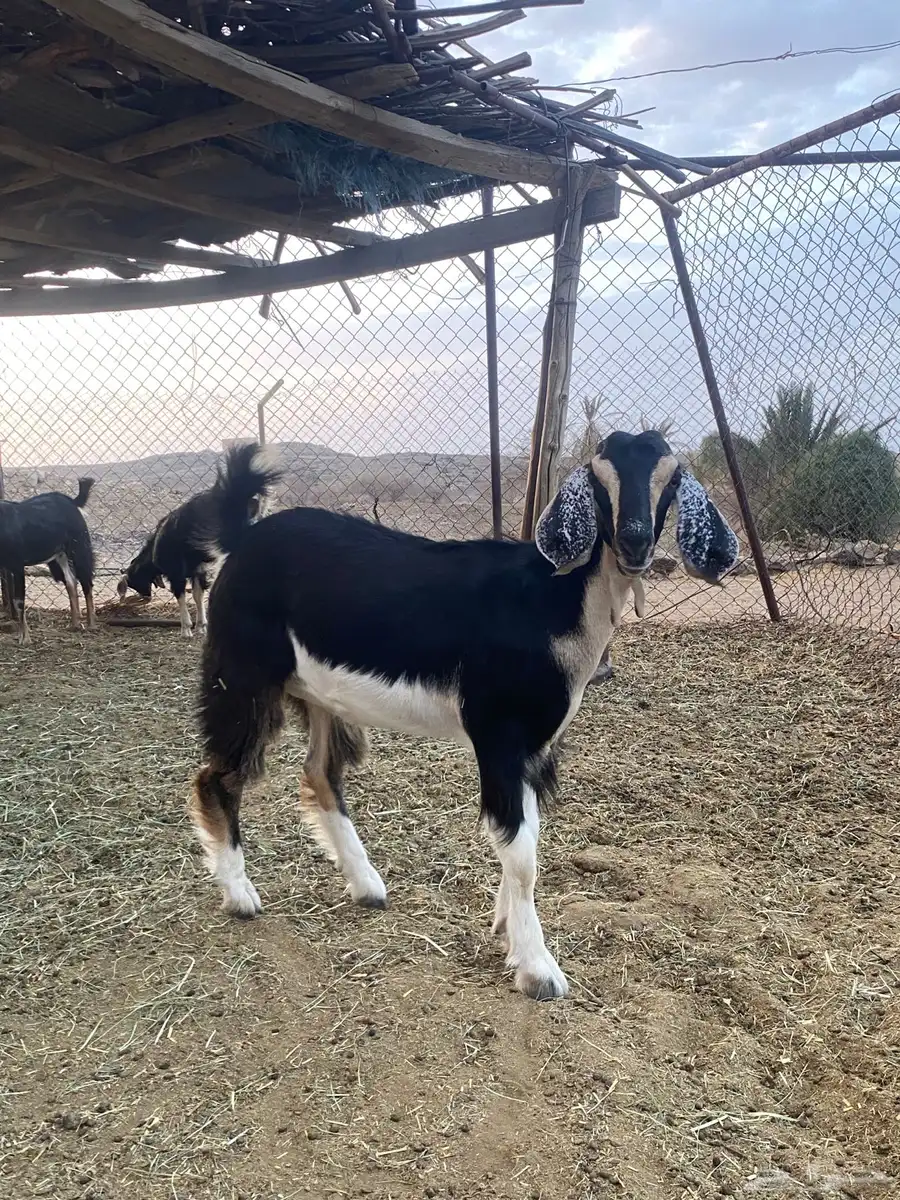 معزا حو للبيع 24