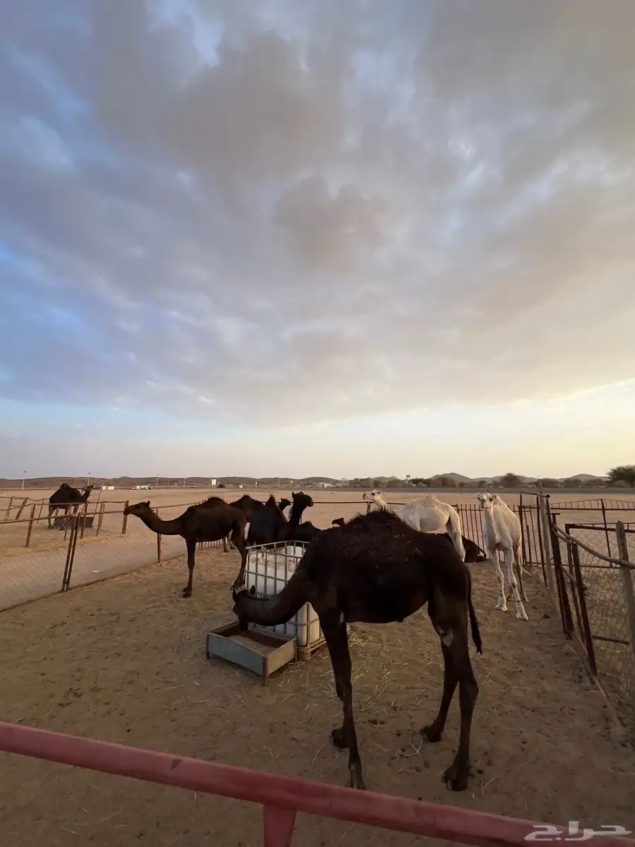 قعدان وبكار 0