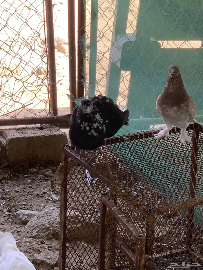 للبيع جمله حمام كوله اجواز 1