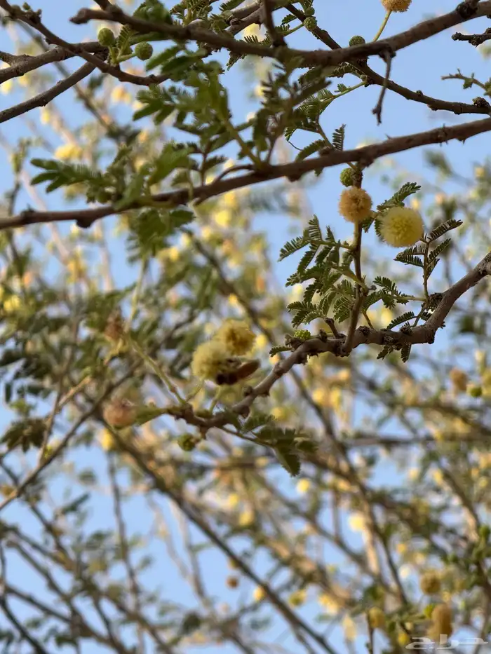 عسل طلح صافي حريملاء 2025 1