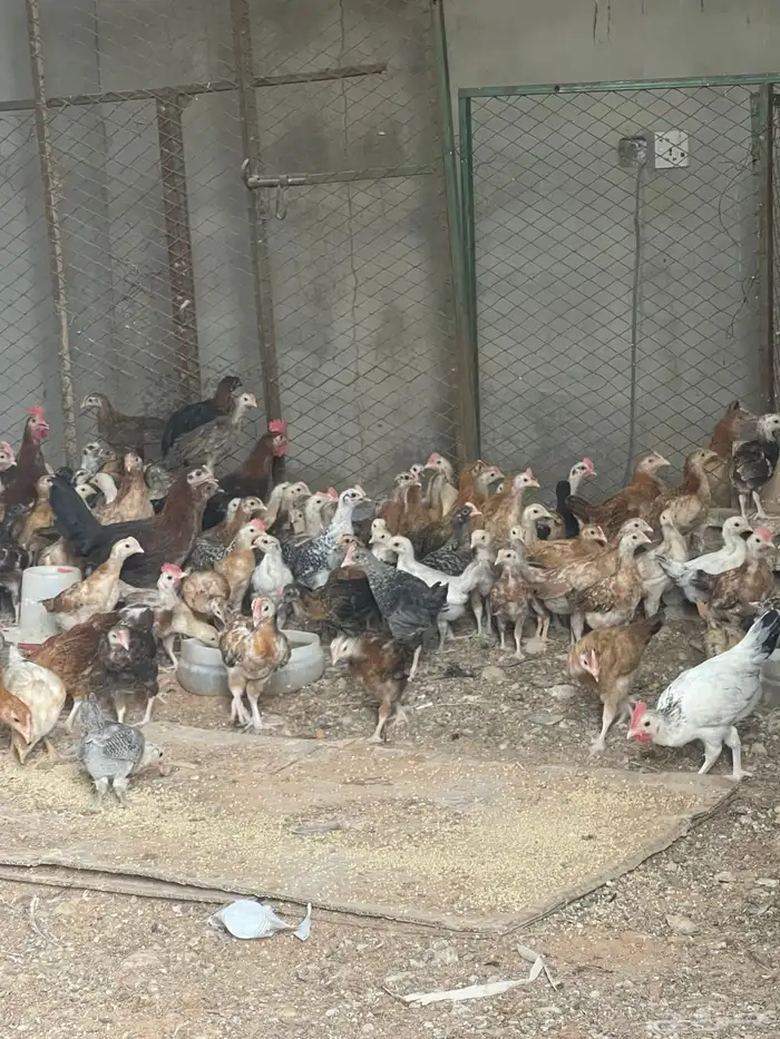 دجاج بلدي بياض وديوك 7