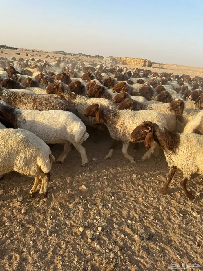 غنم نعيم مراح العدد 400 5