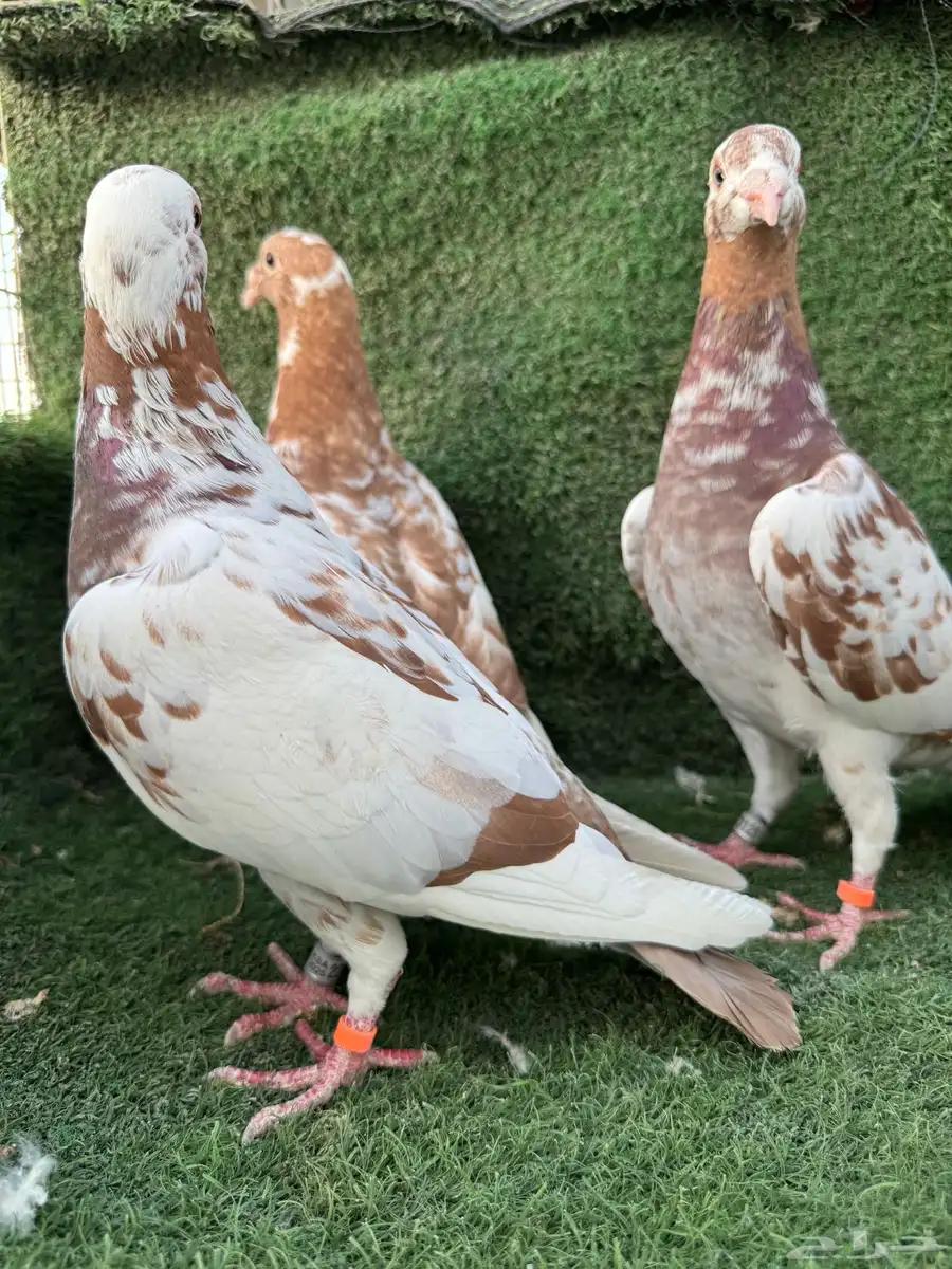 طبات زاجل مولمنز للبيع 3