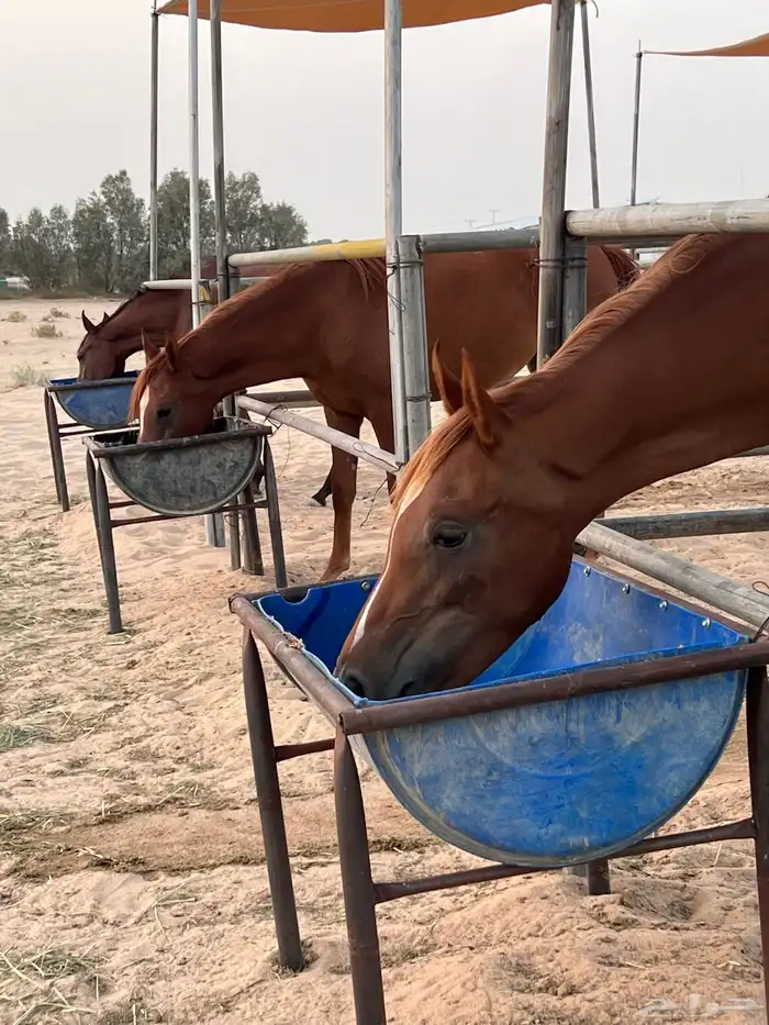 ايواء واجار بايكه للخيل 0