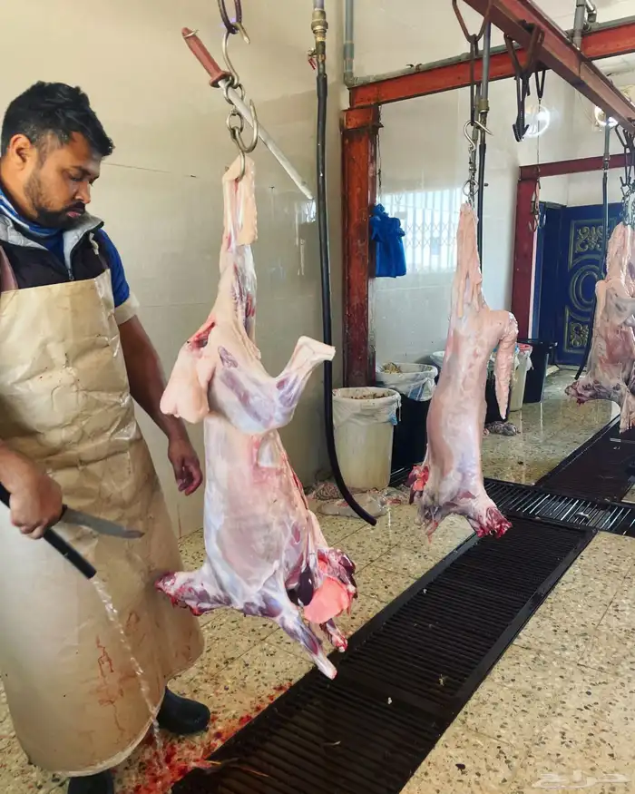 ذبايح نعيم جفار تيس مراح بري 8