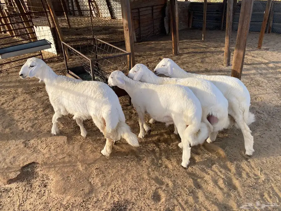 خرفان ورخال جميع الاعمار سلخ وتوصيل 2