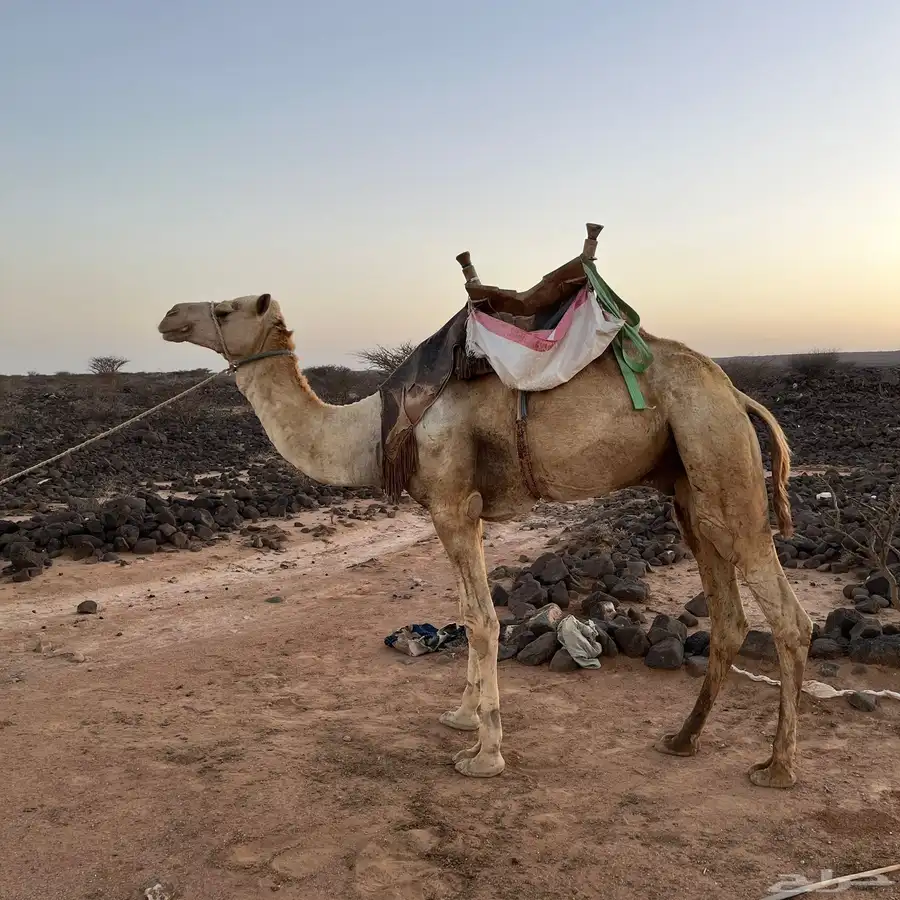 ركبي للبيع 0