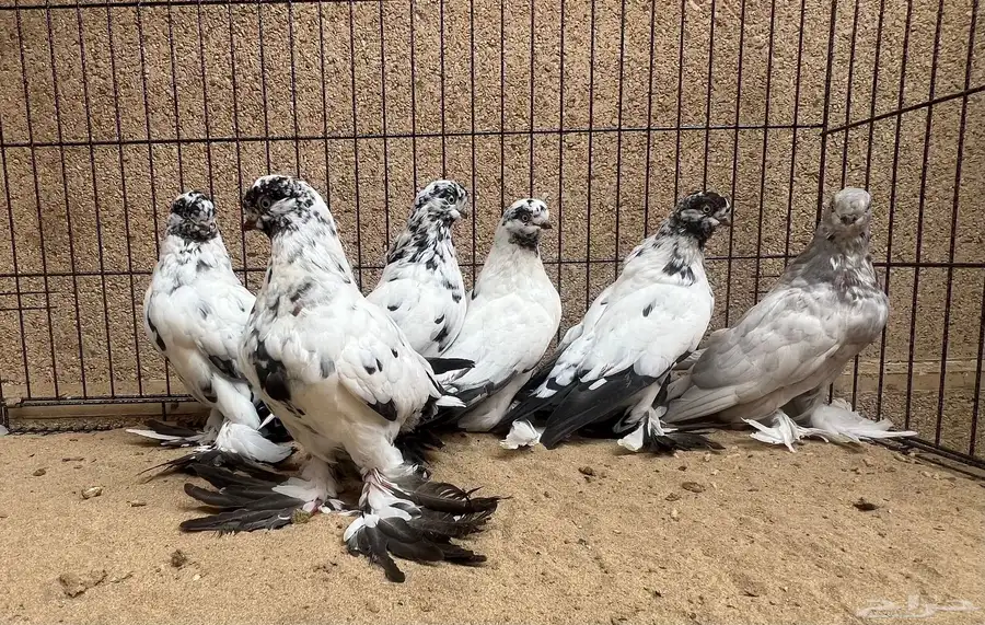 6 حبات لونق فيس 0