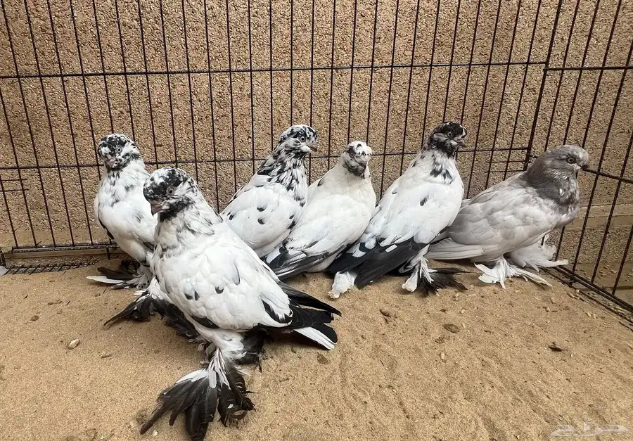 6 حبات لونق فيس 3