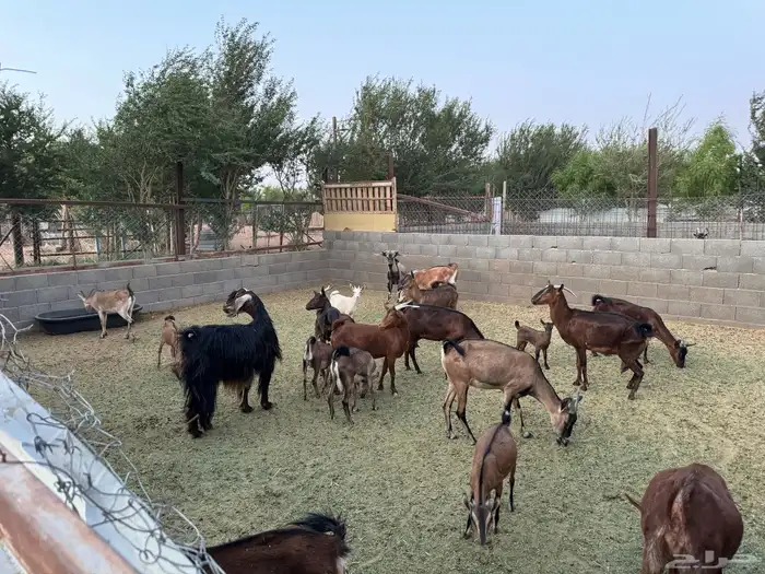 ماعز هجين وعول 2
