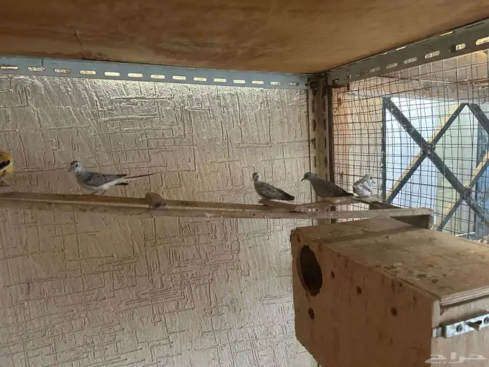 طبه حمام ماسي رصاصي مع زرق 2