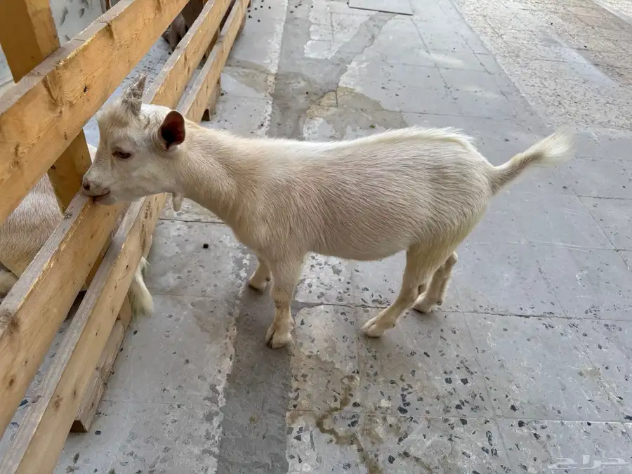 ماعز قزم 4