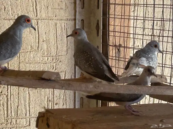 طبه حمام ماسي رصاصي مع زرق 0