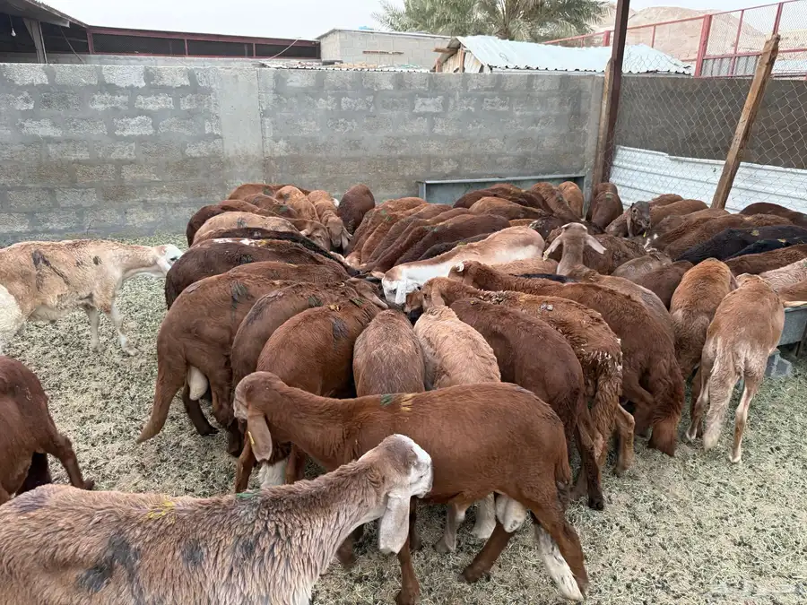 جمله 150 راس سواكن معلف 0