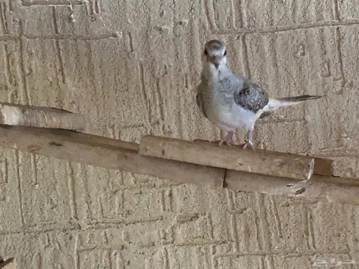 طبه حمام ماسي رصاصي مع زرق 4