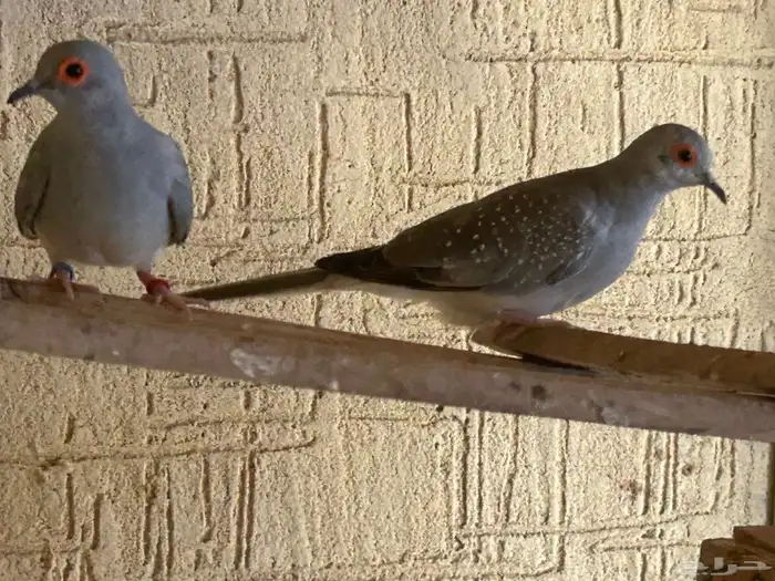 طبه حمام ماسي رصاصي مع زرق 1