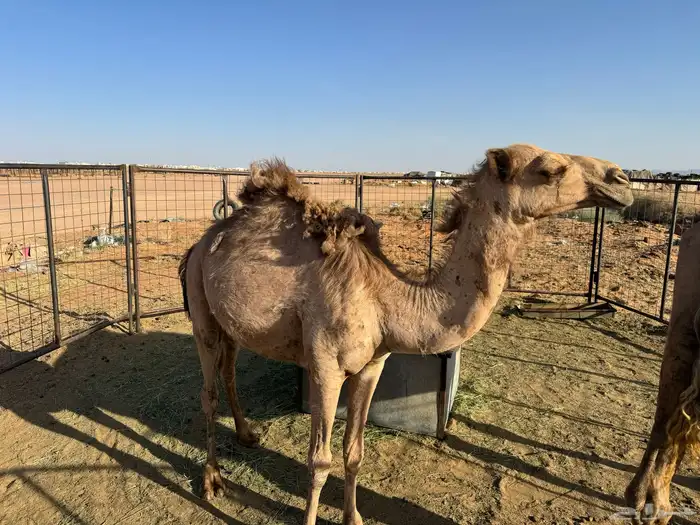 للبيع بكرا 1