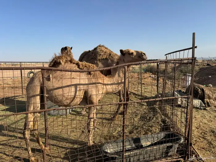 للبيع بكرا 2