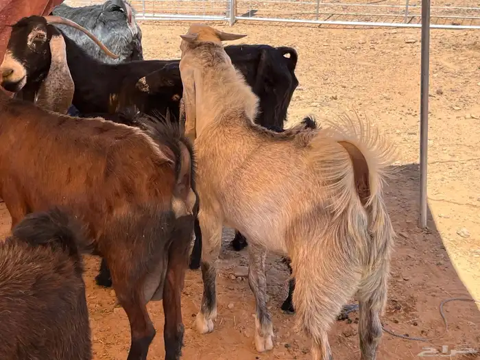 تيس فحل جذع 24