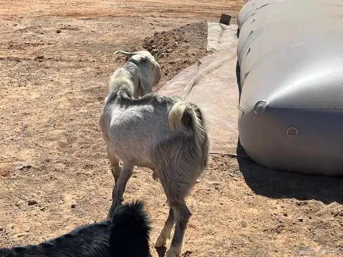 تيس فحل جذع 28