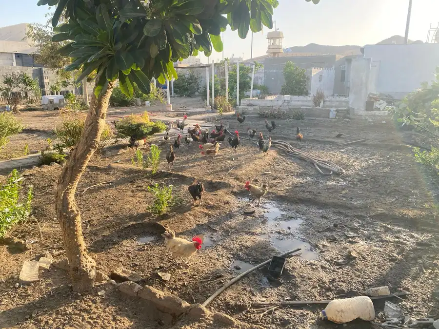 ديوك فيومي وبلدي 0