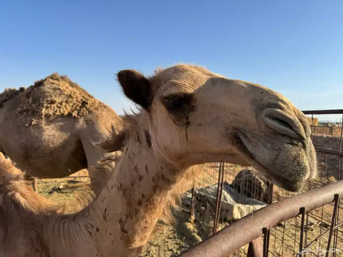 للبيع بكرا 3