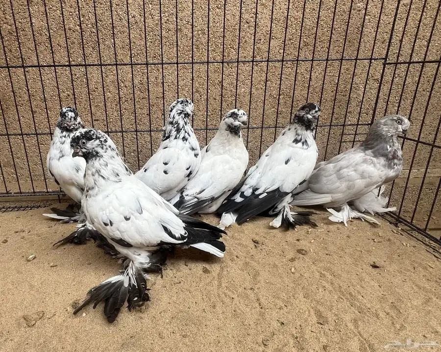 6 حبات لونق فيس 1
