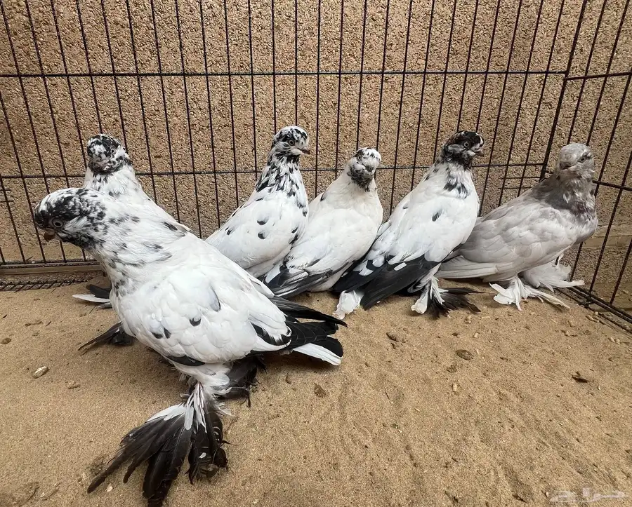 6 حبات لونق فيس 2