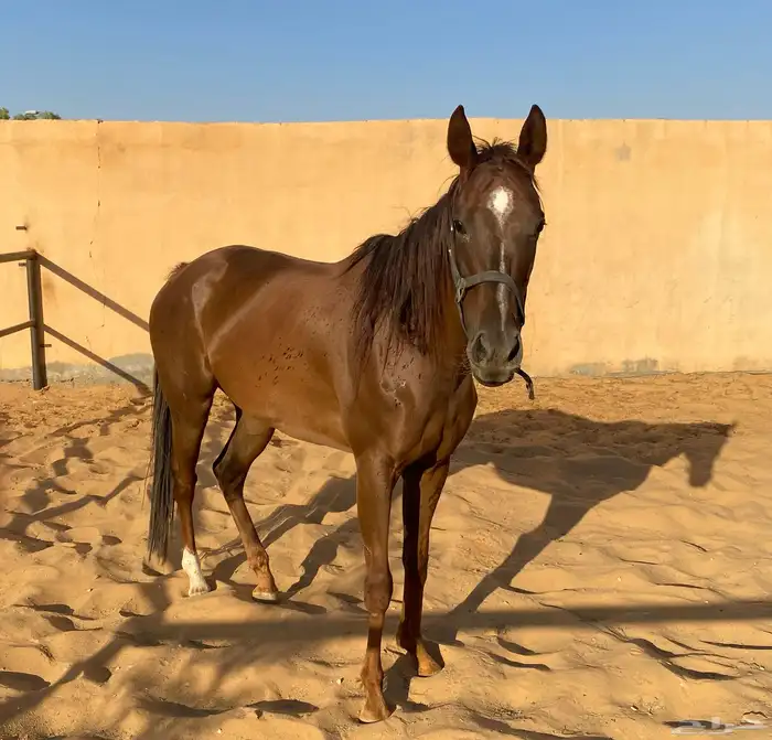 فرس 3