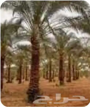 شراء وبيع مزارع النخيل وثمارها وتوفير ثمار النخيل 2