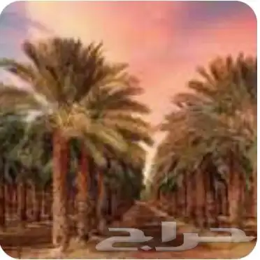 شراء وبيع مزارع النخيل وثمارها وتوفير ثمار النخيل 0